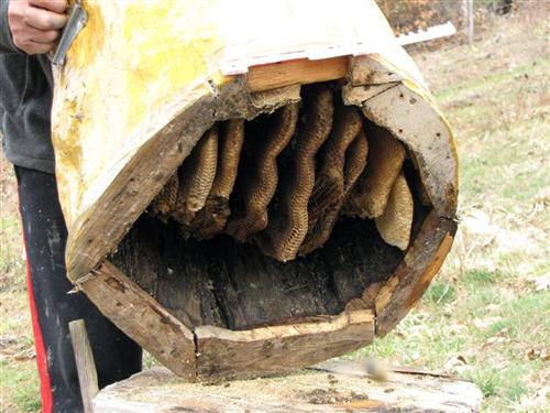 Вишеград,РС - Пчела у дрвету