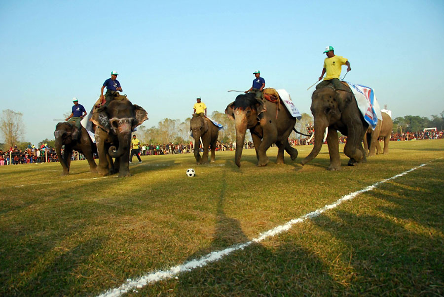Непал: Тродневни фестивал на којем су се слонови такмичили у неколико спортских дисциплина...