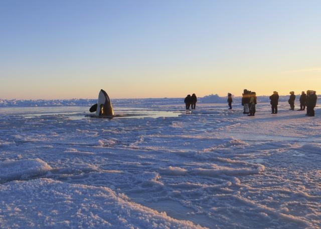 Китови убице у Инукјуак у Северном Квебеку пронашли су рупу у леду и тако успјели да додју до површине како би се снабдјели кисеоником.