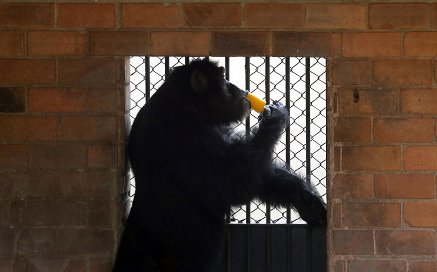 Врућине у бразилском зоо-врту: Шимпанза једе сладолед...
