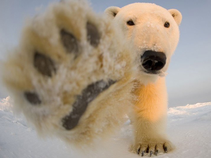 Стручњаци кажу да је на свијету остало још око 25 000 поларних медвједа. Ово је један од њих.