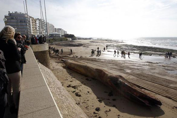 Људи гледају у 18 метара дугачког преминулог кита који је откривен на плажи рано ујутро у "Les Sables d'Olonne", у западној Француској...