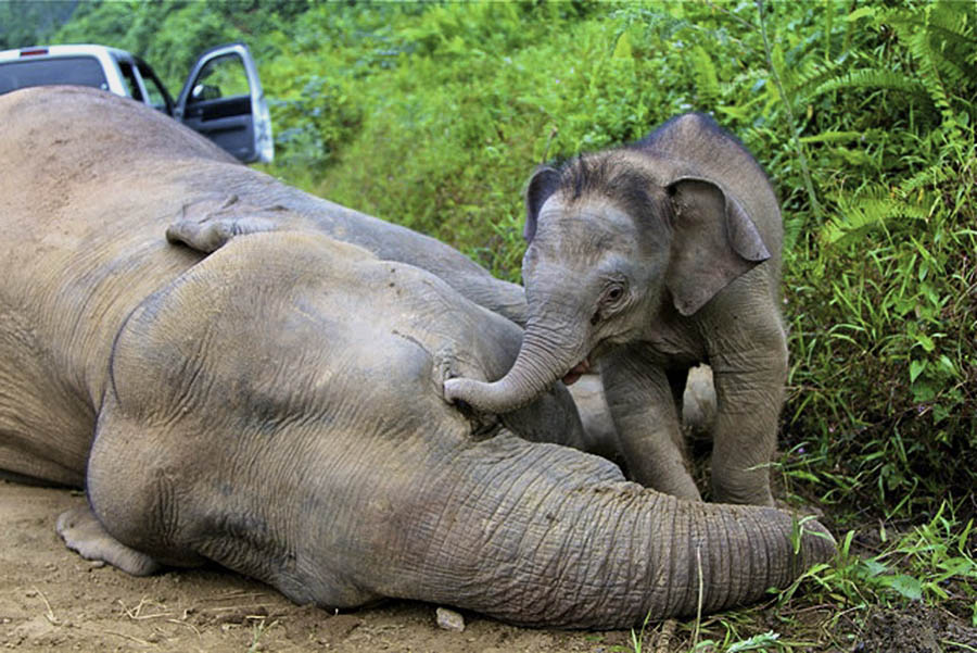 Малезија, држава Сабах - младунче патуљастих слонова (ријетка и угрожена врста) покушава да пробуди отровану мајку...