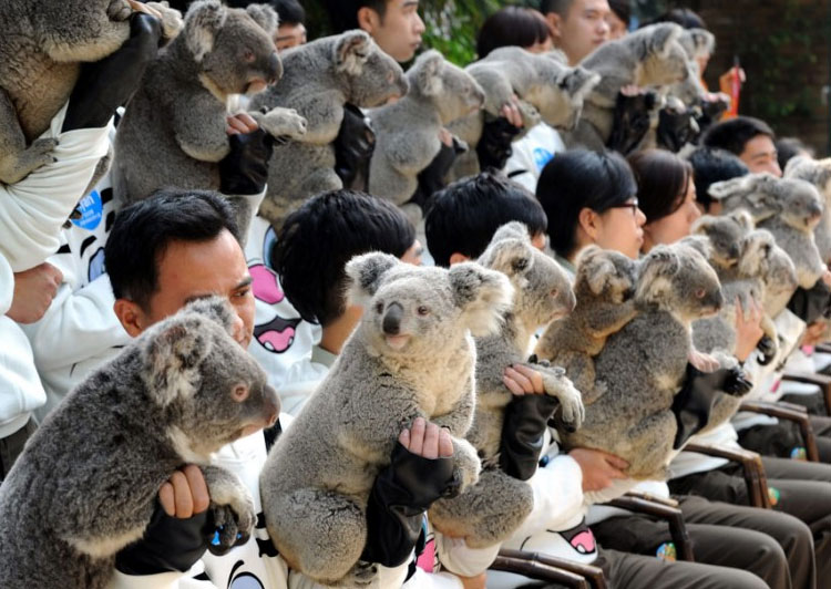 Више од 20 коала налази се у Сафари Парку у Кини