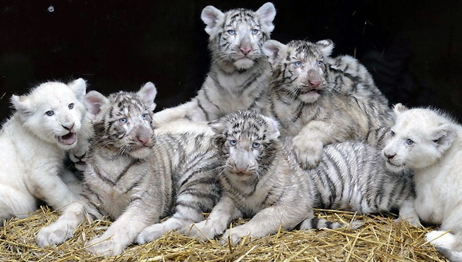 Четири бијела лава и четири тигра фотографисани су у Серенгети парку у Ходенхагену на сјеверу Њемачке...