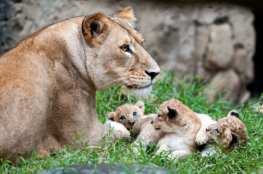 Лавица са својим младунцима у колумбијском зоолошком врту у Калију...