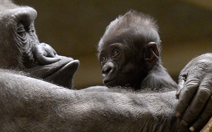Младунче гориле у загрљају своје мајке у зоолошком врту у Њемачкој