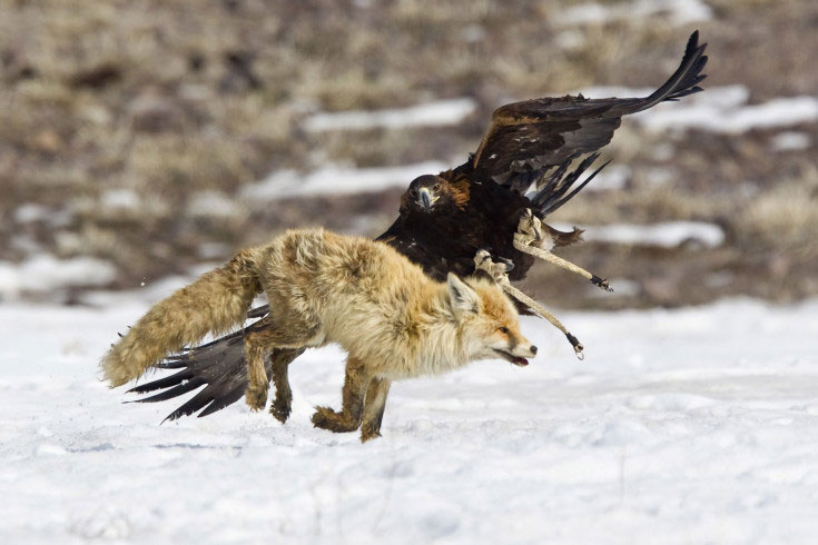 Орао напада лисицу током традиционалног годишњег лова у Казахстану