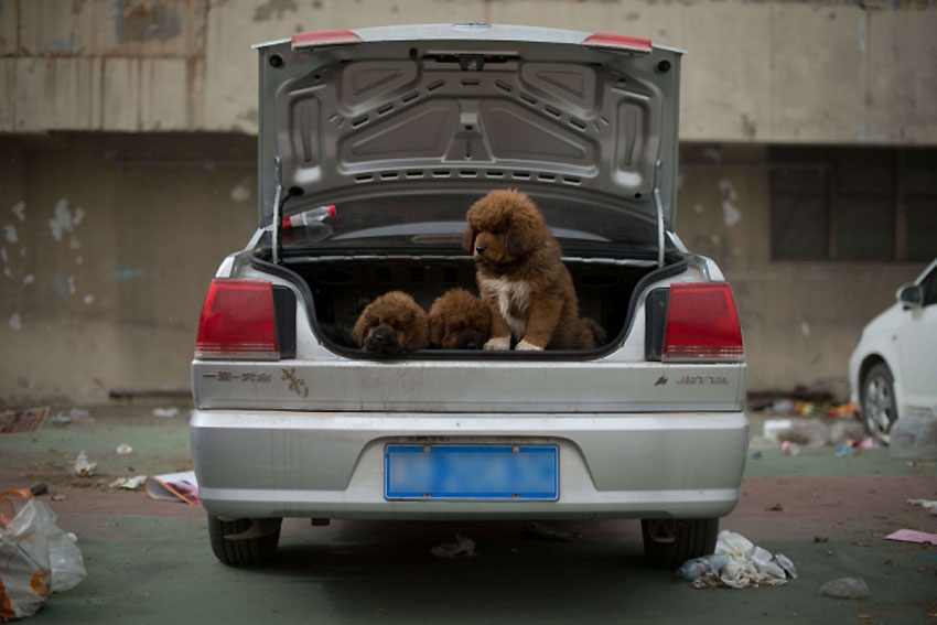 Мастифи, пси чија цијена достиже око 750.000 америчких долара, постали су жељени статусни симбол међу кинеским богаташима...