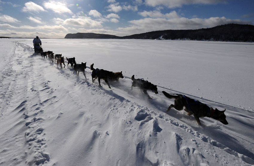 Чувена трка паса са саоницама "Iditarod" одржава се на Аљасци...