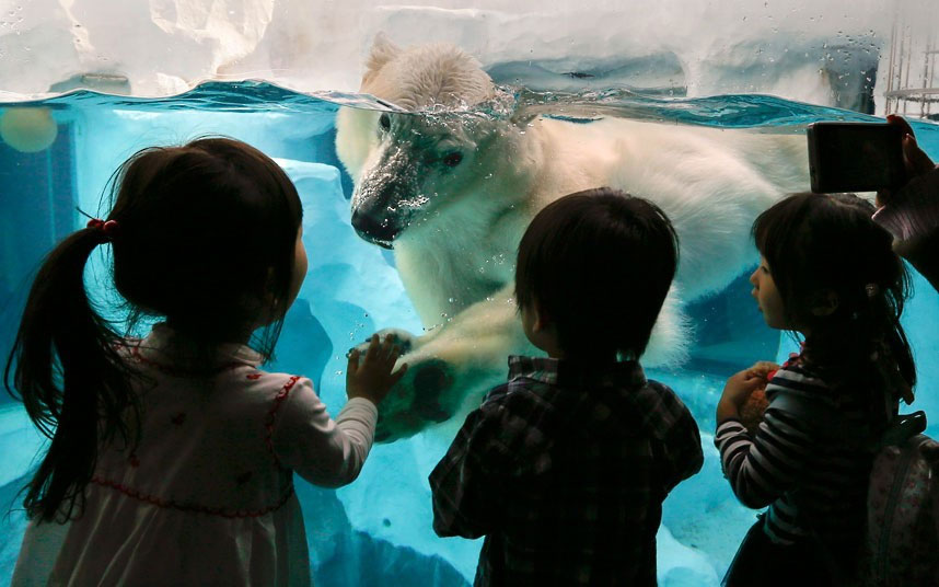 Поларни медвјед у додиру са дјецом кроз стакло у зоолошком врту у Токију