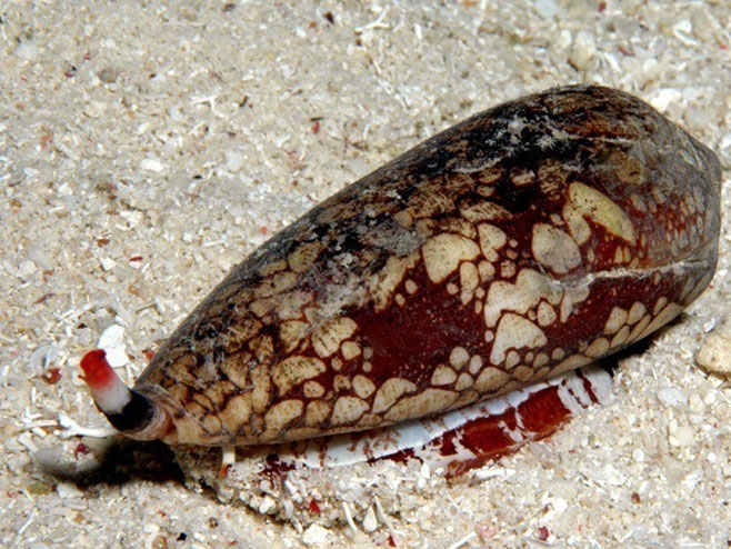 Conus episcopatus, аустралијски морски пуж (Фото: poppe-images.com) - 