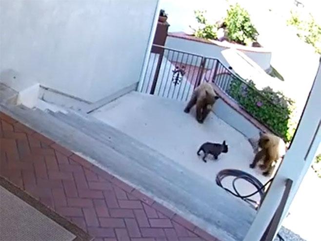 Пас отјерао два медвједа (фото: YouTube / Screenshot) - 