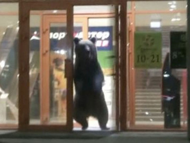 Медвјед провалио у тржни центар на истоку Русије - Фото: Screenshot/YouTube