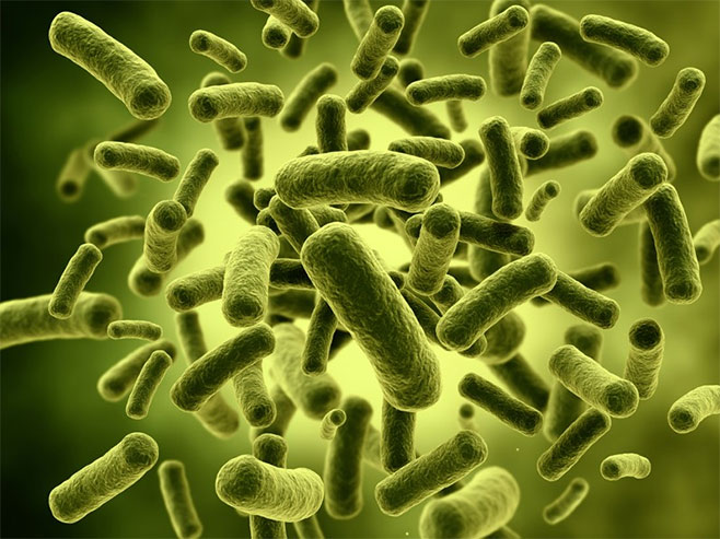 Бактерије - Фото: илустрација