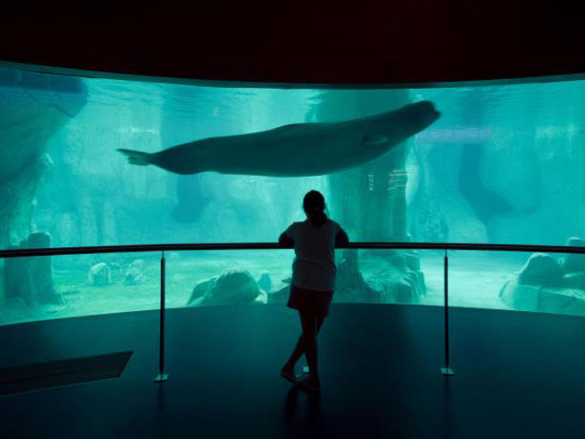 “Planet Ocean” - први подводни хотел на свијету - Фото: илустрација