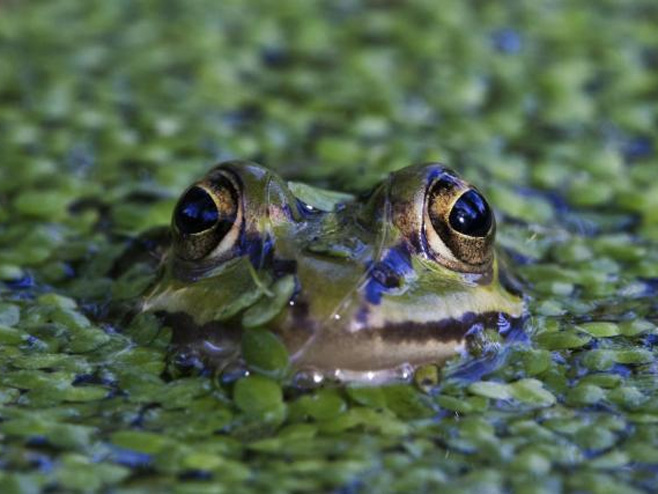 Најчуднија жаба на свијету (фото: Thinkstock) - 