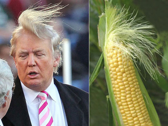 Чувена фризура Доналда Трампа подсјећа на клип кукуруза - Фото: илустрација
