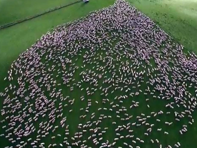 Ко би рекао да су то овце? - Фото: Screenshot/YouTube