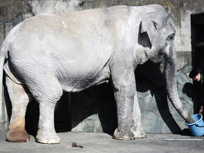 Најстарија слоница добија боље услове - Фото: AP