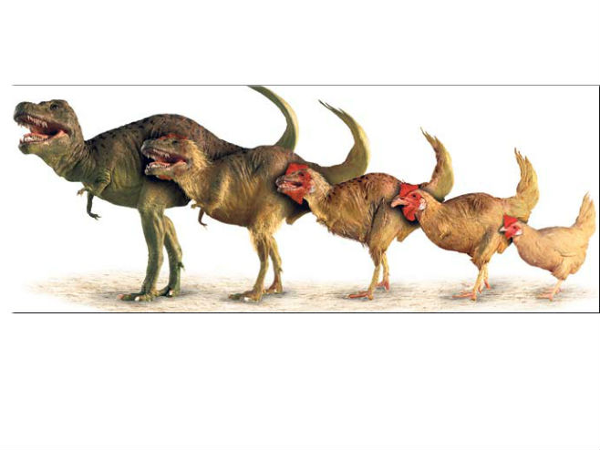 Еволуција диносауруса у кокошку - Фото: илустрација