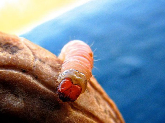 ГМО црв                                                           (Фото:gizmodo) - 