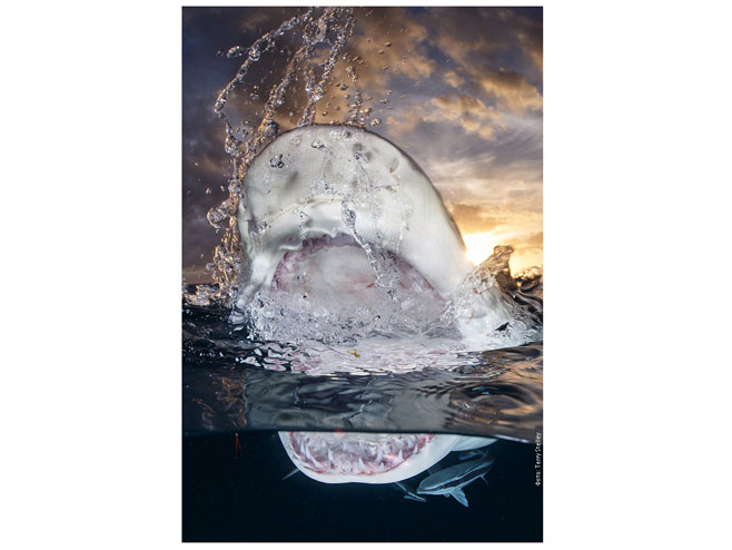 Ајкула - Фото: илустрација