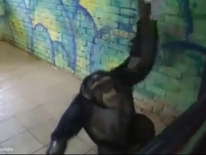 Чимпанза Анфиса - Фото: Screenshot/YouTube