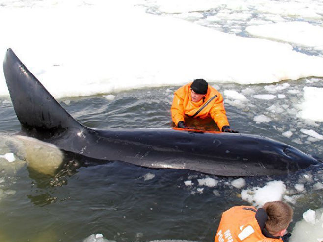 Спасиоци покушавају избавити китове из леда - Фото: РИА Новости