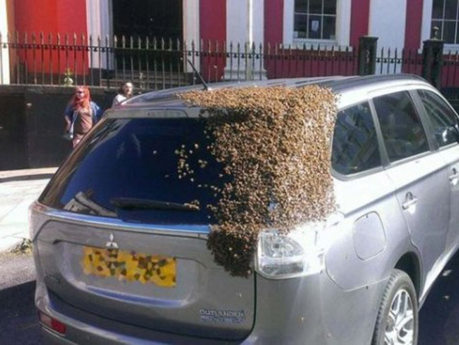 Рој пчела на аутомобилу (Фото: Tim Moses) - 