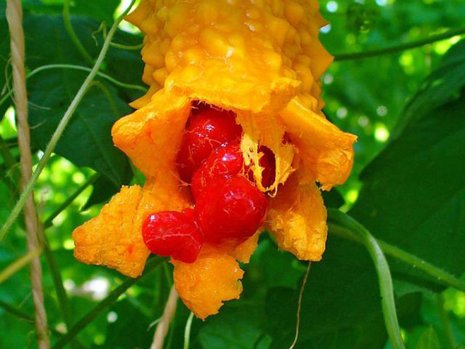 Тропска воћка Карела - Фото: Wikipedia