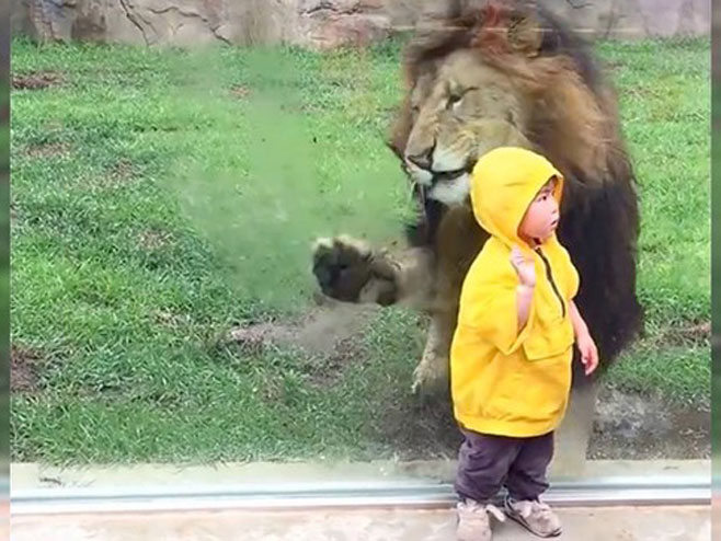 Дјечак и лав - Фото: Screenshot
