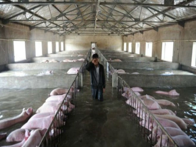 Збогом, свиње моје! (Фото: Weibo/BBC) - Фото: BBC 