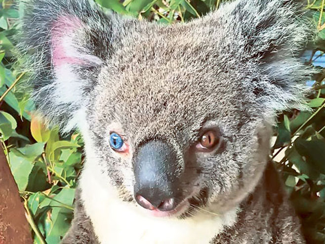 Коала са шареним очима ((Фото: Аустралијски зоо-врт) - 