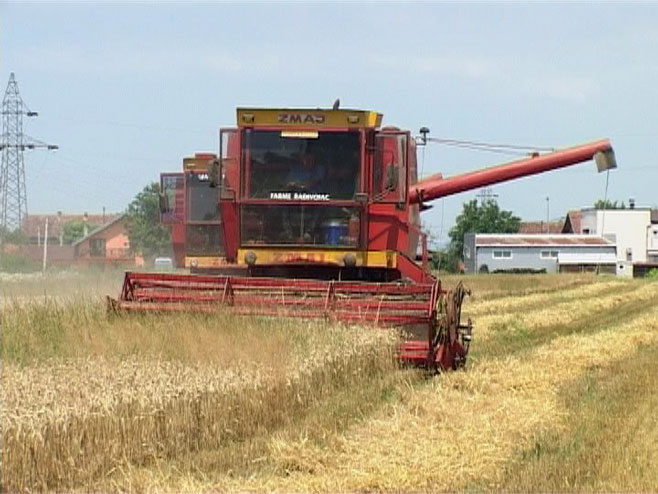Пшеница - жетва - Фото: РТРС