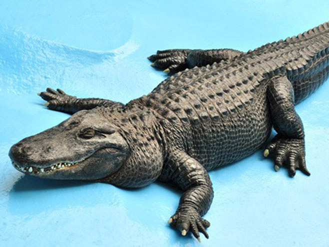 Муја, најстарији амерички алигатор (Фото: beozoovrt.rs) - 