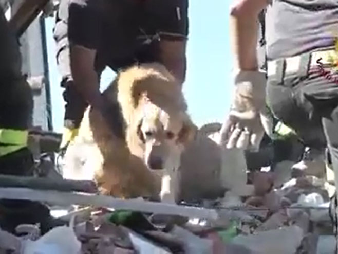 Пас  преживио девет дана испод рушевина - Фото: Screenshot/YouTube