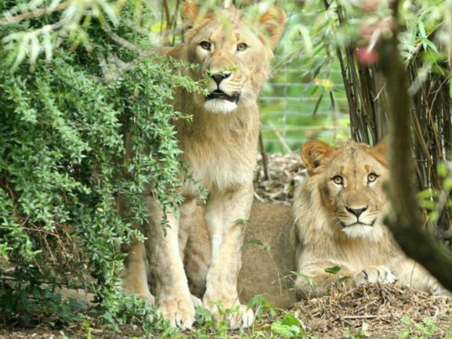 Лавови Мотшегетси (лијево) и Маџо пронађени у жбуњу - Фото: AP