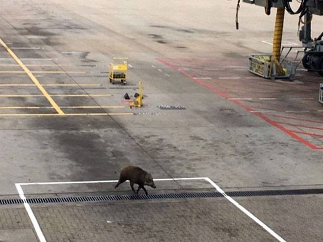 Дивља свиња на аеродрому у Хонгконгу - Фото: РТС