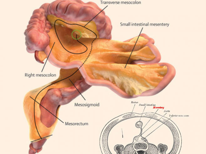 Нови људски орган мезентериј - Фото: илустрација
