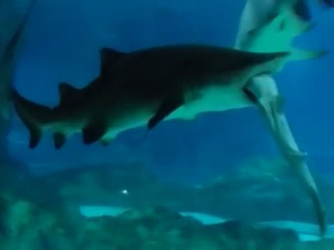 Женка ајкуле појела мужјака - Фото: РТС