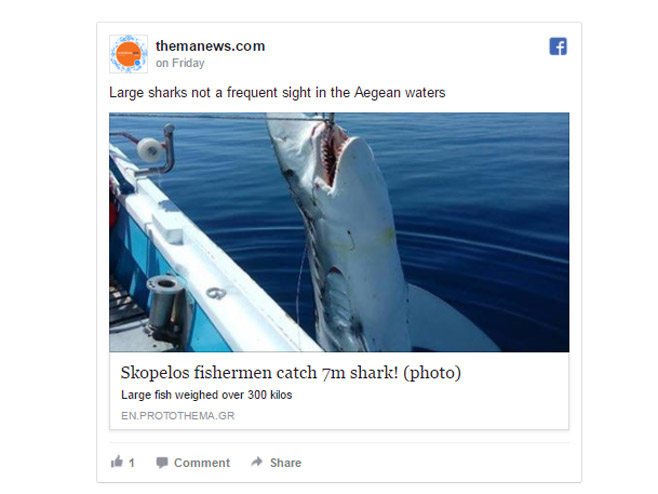 Уловљена ајкула (Фото: Screenshot/Facebook) - 