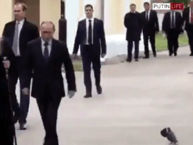 Голуб салутира Путину - Фото: nezavisne novine