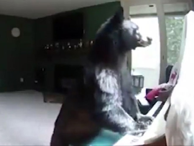 Медвјед који свира клавир - Фото: Screenshot/YouTube