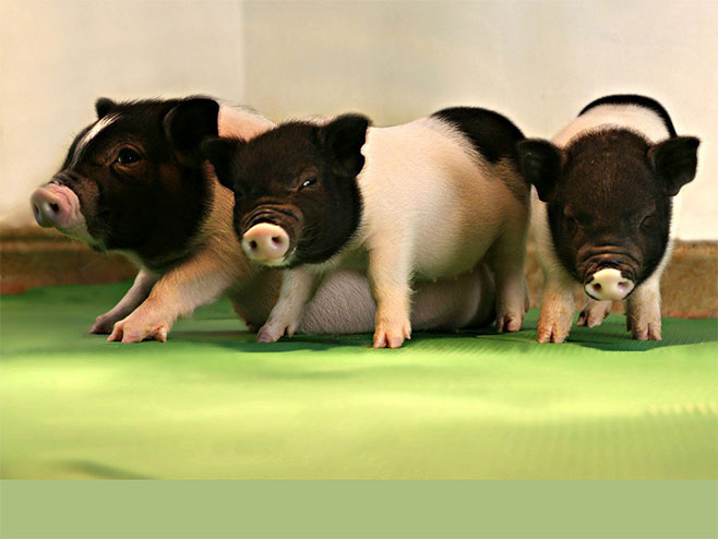 Генетски модификоване свиње (фото: twitter.com) - 