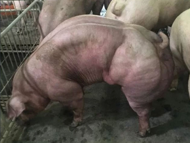 Генетски модификована свиња - Фото: Screenshot