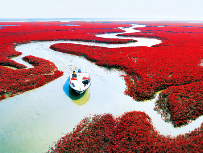 Црвена плажа у Кини (Фото: gstatic.com) - 