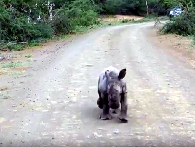Беба носорог - Фото: Screenshot/YouTube