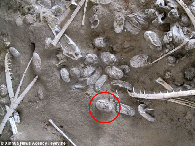 Пронађени фосили 215 јаја птеросауруса - Фото: Xinhua