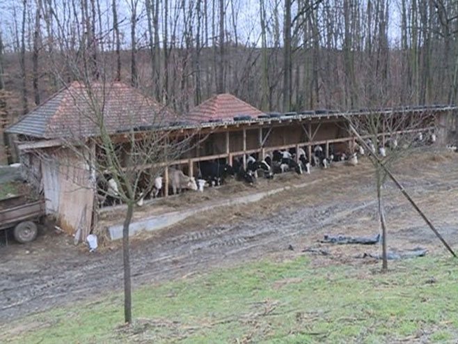 Фарма Недељка Бојкића - Фото: РТРС
